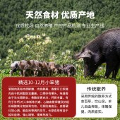 中茂乡情煜宴猪肉卡「小笨猪398型」全国通用猪肉礼品卡提货券