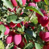 大美新疆水果卡「300面值」多种水果随意选择产地直发