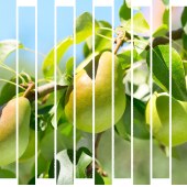 大美新疆水果卡「200面值」多种水果随意选择产地直发